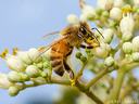 Female honey bee collecting pollen