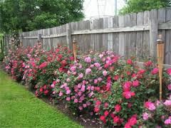 Row of pink and red rose bushes blooming along a wooden backyard fence