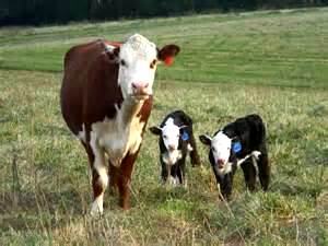 Brown-and-white cow standing in grassy field with two black-and-white calves
