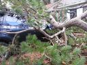 Large fallen pine tree branches covering a dark SUV parked next to a house