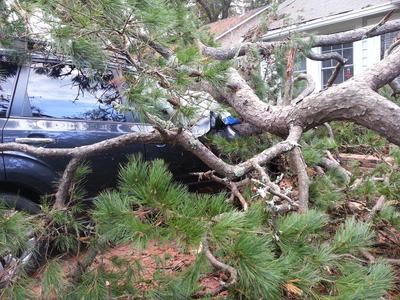 Large fallen pine tree branches covering a dark SUV parked next to a house