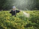 Person wearing hat spraying crops with handheld hose in a green field