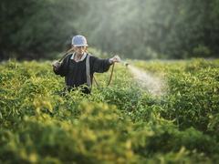 Person wearing hat spraying crops with handheld hose in a green field