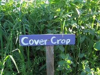 Wooden sign reading "Cover Crop" in front of dense green cover-crop plants