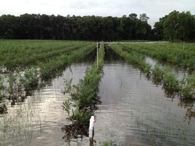 Flooded crop field with planted rows and a white PVC pipe in standing water