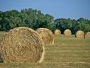 Round hay bales arranged across a harvested field with a tree line background.