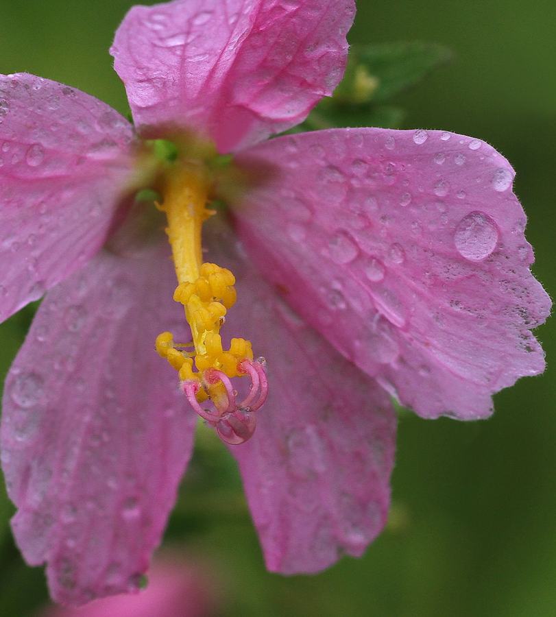 Seashore mallow after a rain