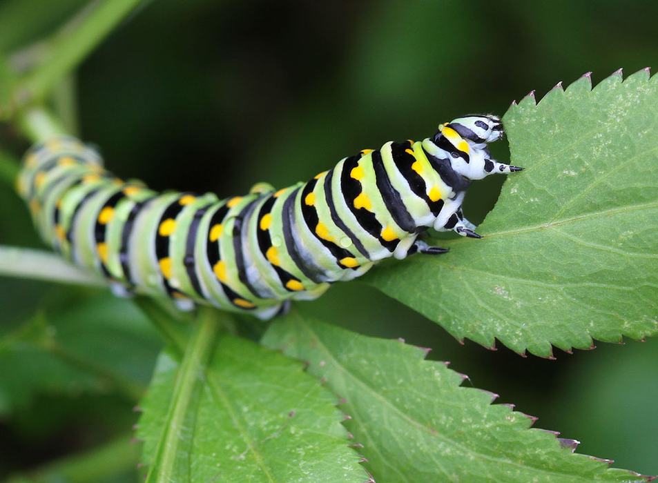 Black swallowtail caterpillar enjoying golden alexander