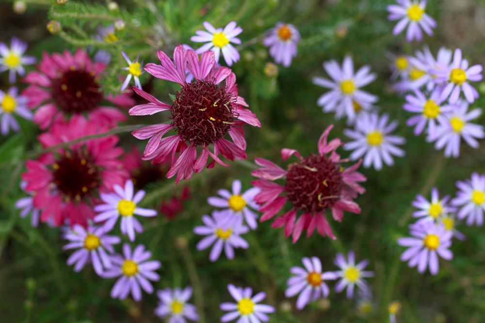 Gaillardia aestivalis 'Grape Sensation' and onactis linarifolius