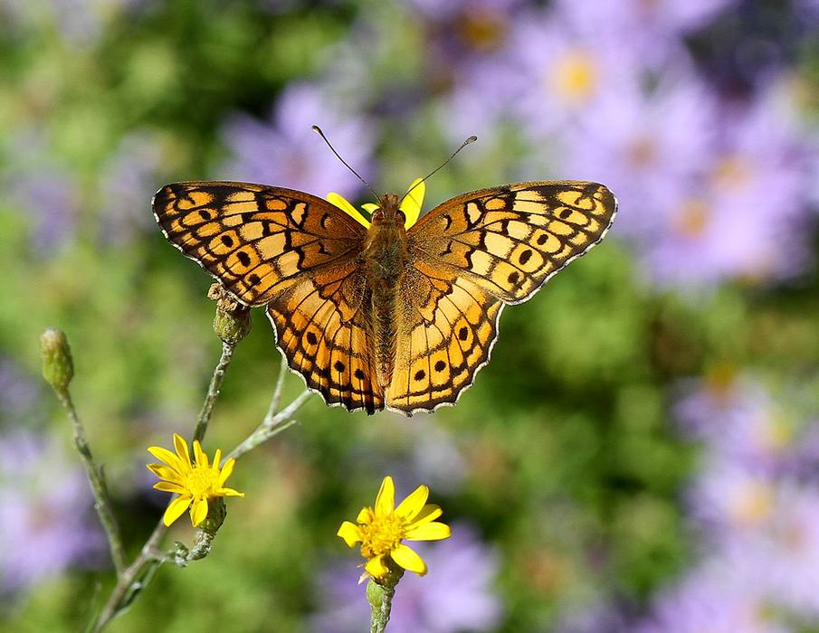 variegated fritillary