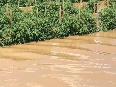Flooded crop field with rows of staked plants and muddy water in foreground