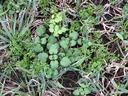 Common winter weeds