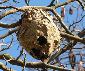 hornet nest