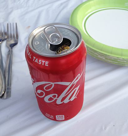 yellow jacket on soda can