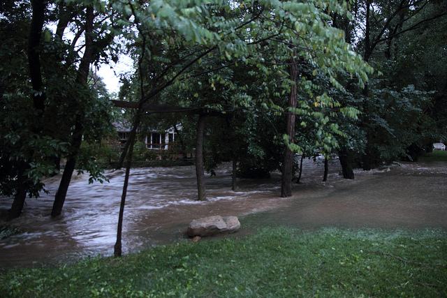 managing downed trees in flood waters
