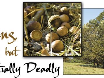 Close-up of acorns and an oak tree with text "Acorns, Small but Potentially Deadly"