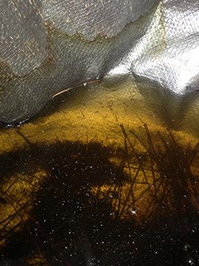 Plastic tarp covering firewood collects water and becomes a mosquito breeding ground