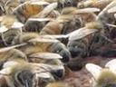Caswell County Beekeepers Association logo; cluster of honeybees on honeycomb