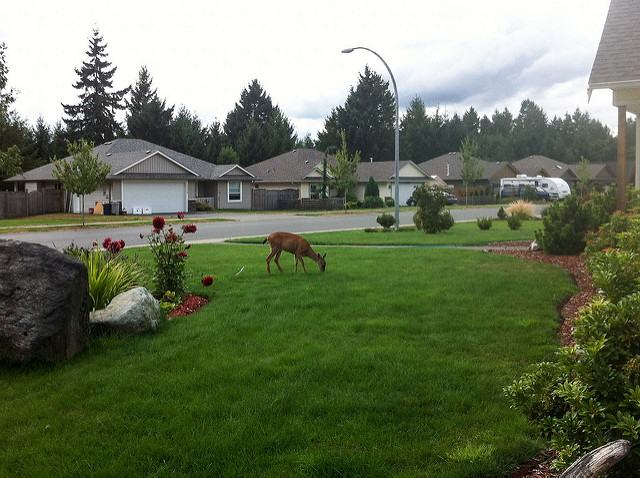deer in yard