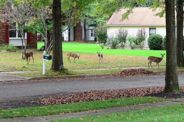 deer in yard