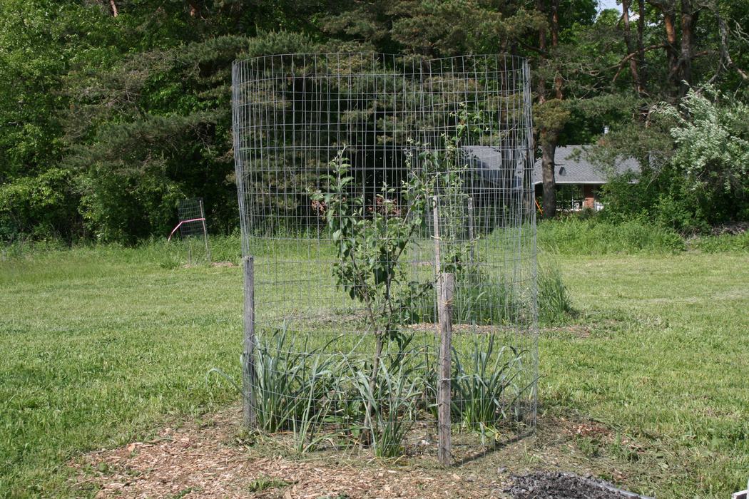 fenced tree
