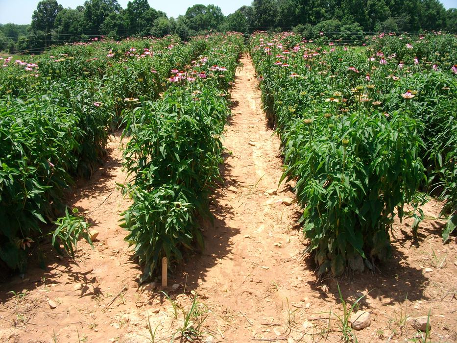 SANYO DIGITAL CAMERA