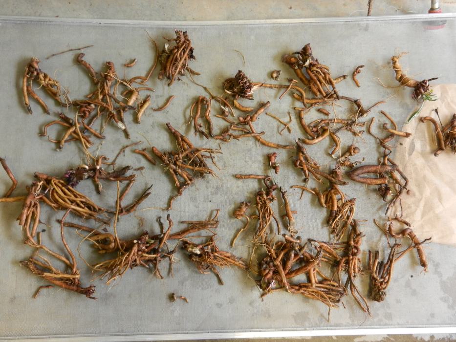 EA fresh root 2013 DSCN0014