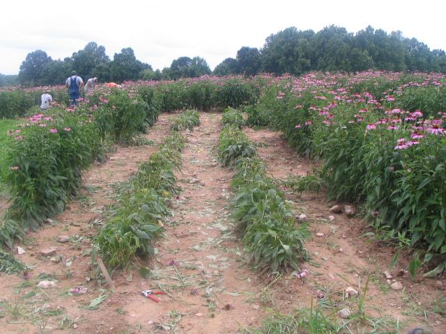 EP top harvest in Reidsville 2013IMG_3160