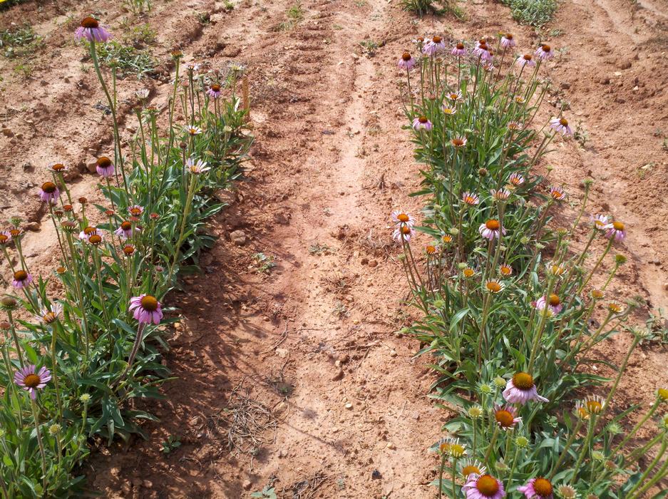 Echinacea angustifolia june14 2013