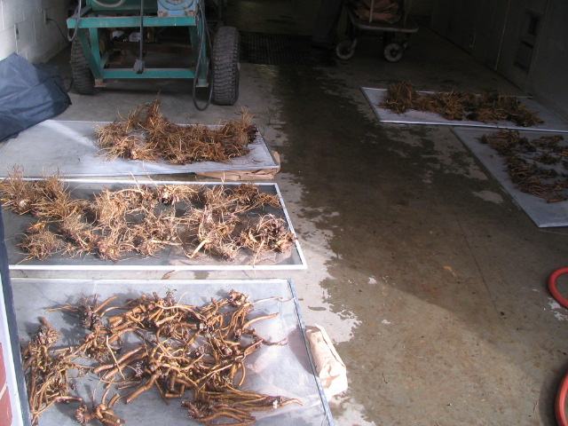 Fig. 20. Echinacea fresh root samples were air-drying