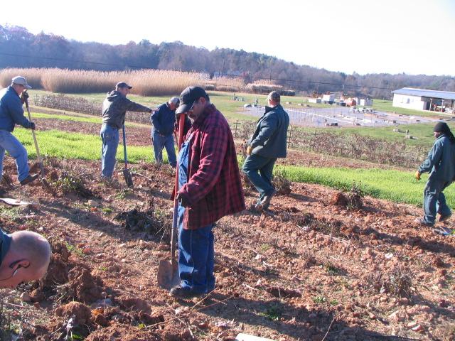 Fig. 24. Echinacea roots harvest in Mills River, NC in Nov. 2013