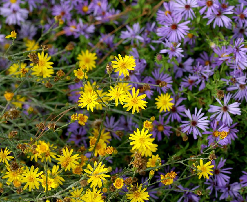 Narrowleaf silkgrass and 'October Skies' aromatic aster.