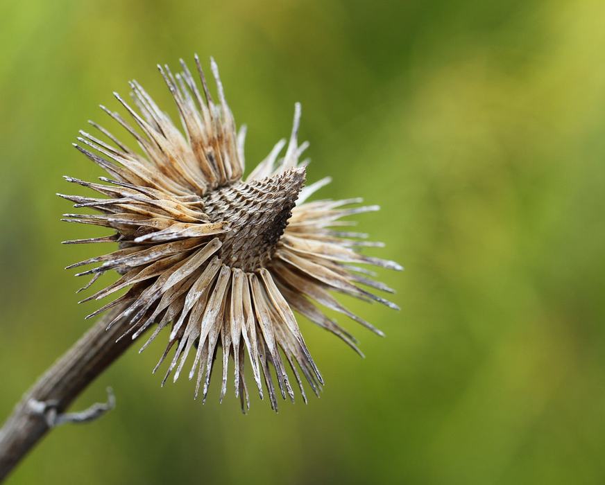 Coneflower seedhead