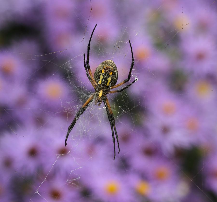 Yellow garden spider with asters