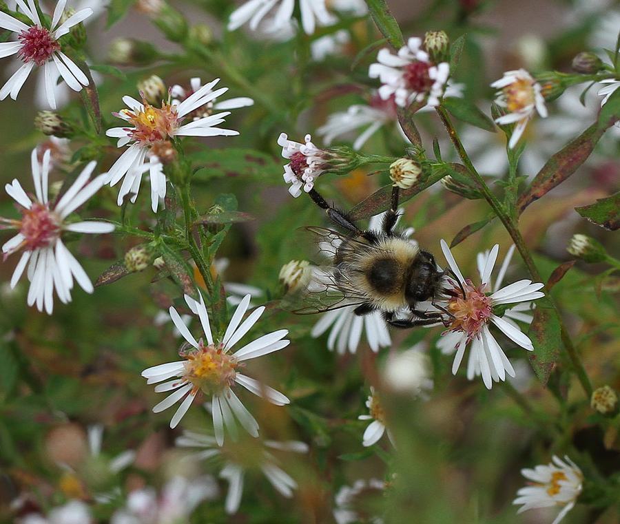 Bumble bee on frost aster