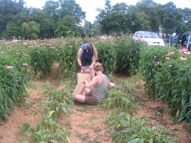 MR TOP harvest June 2013 IMG_3176