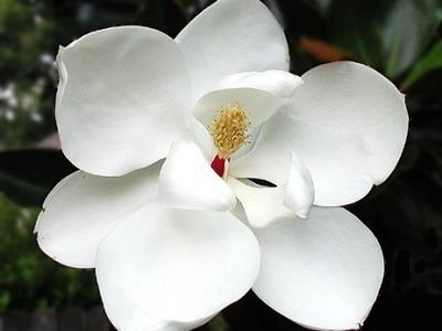 White magnolia flower with open petals and central yellow stamen against dark leaves