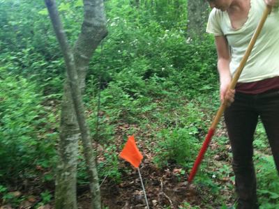 Person digging in a wooded area with a shovel next to an orange survey flag