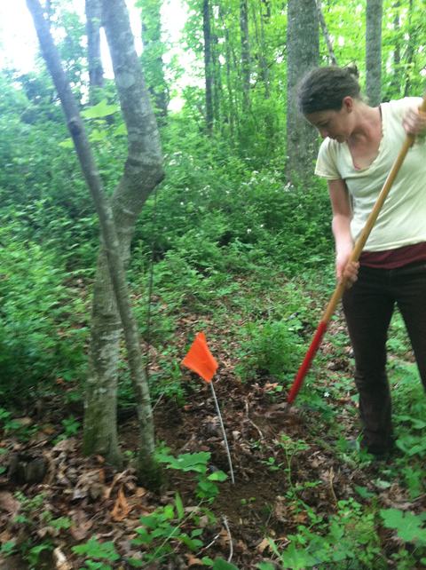 Person digging in a wooded area with a shovel next to an orange survey flag