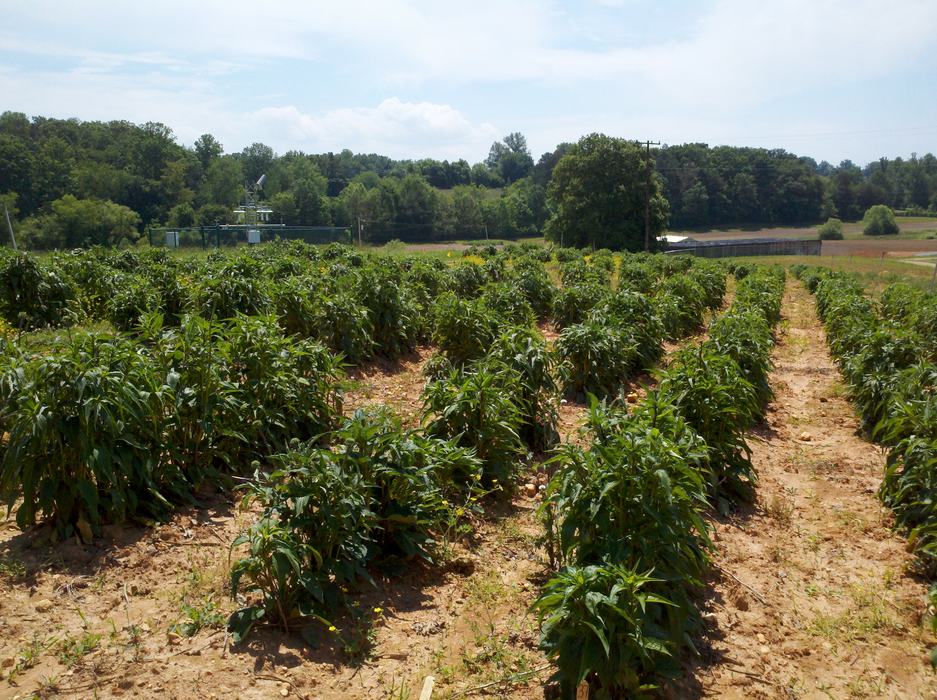 Purpurea MR may 2013