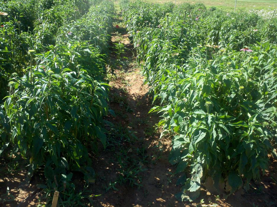 Purpurea Mills River 2013 june