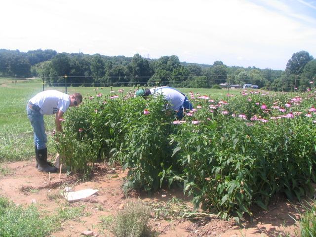 RV TOP harvest in June 2013 IMG_3134