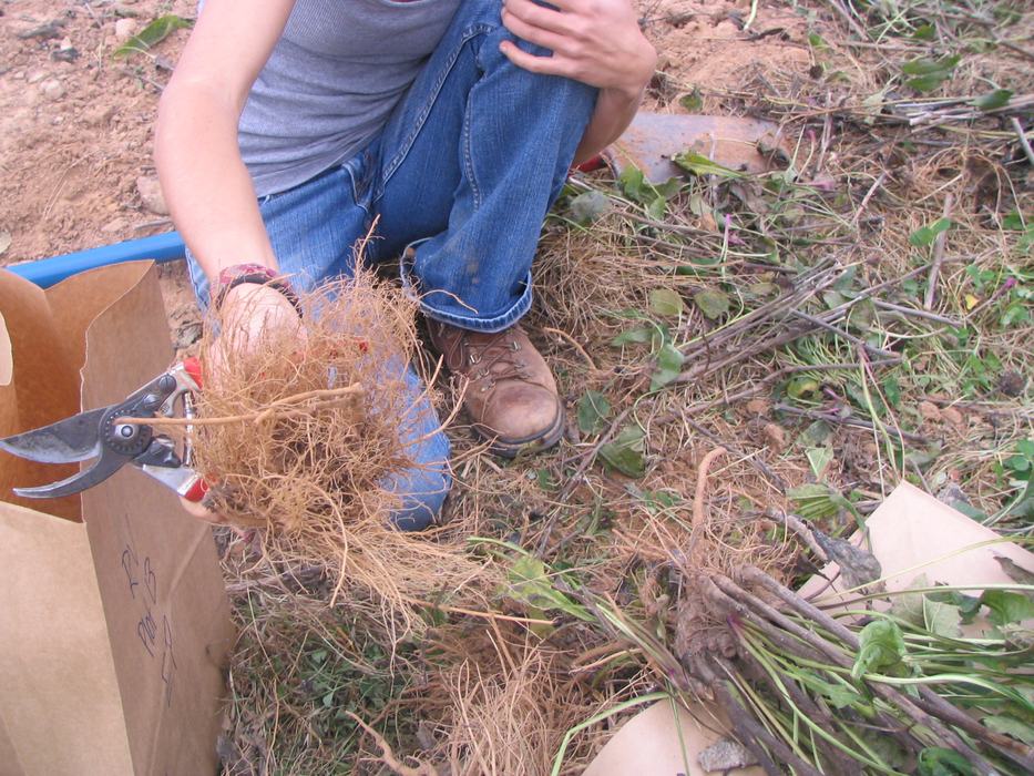 RV root harvest 2013 oct 31