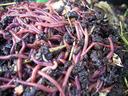 Many pinkish earthworms wriggling in dark compost mixed with small twigs
