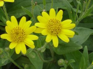 arnica flower