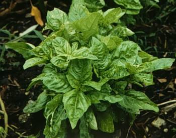 basil350