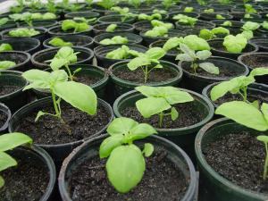 basil_seedlings300