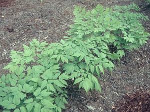 blackcohosh300