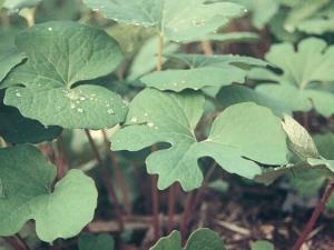 Bloodroot leaves