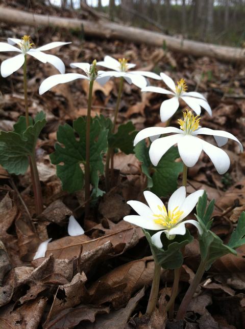 White bloodroot flowers with yellow centers emerging from brown leaf litter
